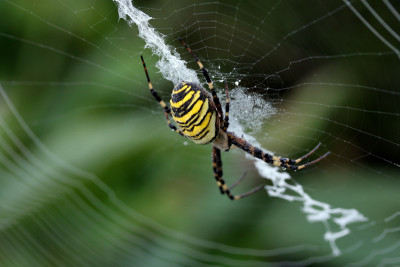 Zebraspinne-mit-Tautropfen.jpg