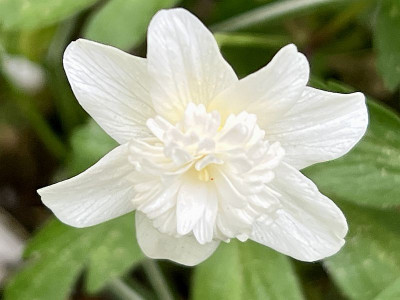 2024-04-11 Anemone nemorosa 2.jpg