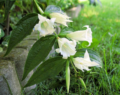 P_IMG_9858_Gentiana_asclepiadea_Alba.jpg