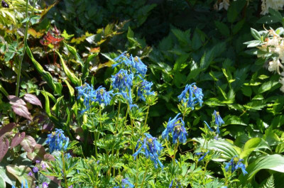 Corydalis_elata-Staudenfan.22-1.jpg