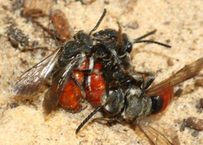 Sphecodes_albilabris_-_Blutbiene_03a_12-13mm_Paarung_-_Sandgrube_Niedringhaussee.jpg