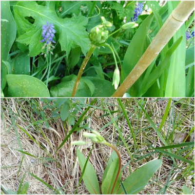 Dodecatheon.jpg
