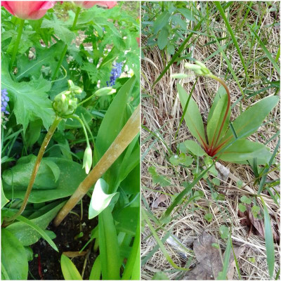 Goetterblume.jpg