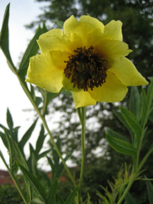 paeonabl.jpg