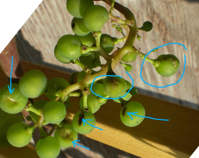 wein_regent__kranke_fruechte_.jpg
