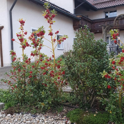 hecke.jpg