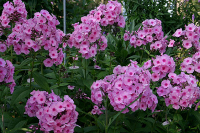 Phlox0608.jpg