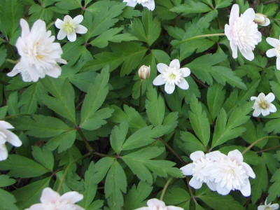 Anemone nemorosa Pink Delight 2009.jpg