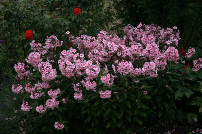 Phlox0808.jpg