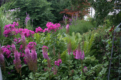 Phlox0908.jpg