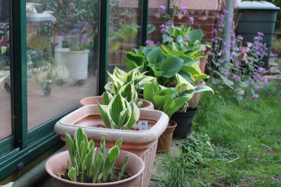 Hostas 24-04-12.JPG