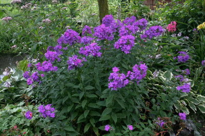 Phlox1008.jpg