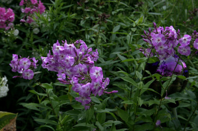 Phlox1308.jpg