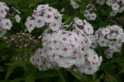 Phlox1408.jpg