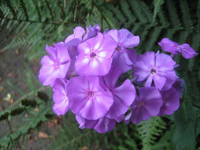 Phlox_blaulich_22431.jpg