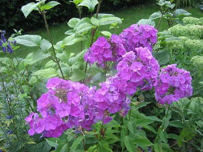 Phlox_flieder_22471.jpg