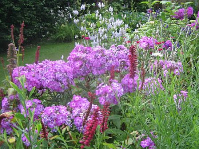 Phlox_blaulich_lavendel_2.jpg