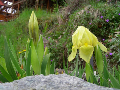 Iris reichenbachii DSCN9886.JPG