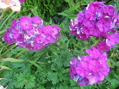 Phlox_lavendelflieder_22441.jpg