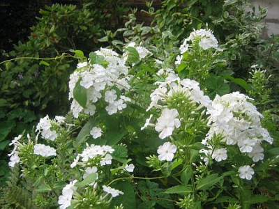 Phlox_reinwei_hoch_22481.jpg