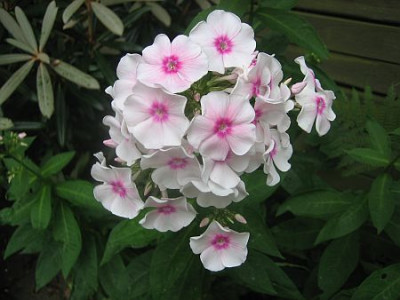 Phlox_wei_mit_Auge_22411.jpg