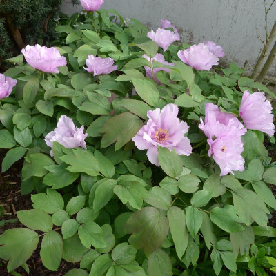 P1020259.JPG