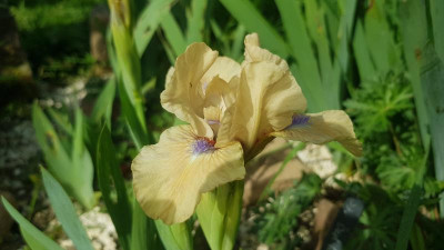 nicht Iris SDB Bad Intentions Lukon 2023 20240413_161556.jpg