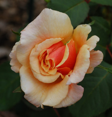 Caramella_0010__N_34402.jpg