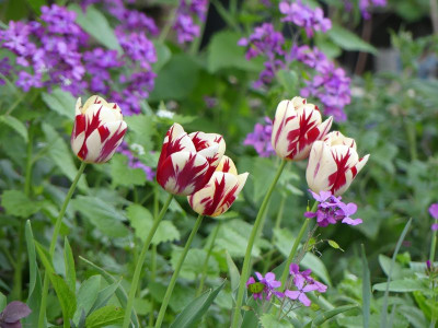 2024-04-13 Tulpen 1.jpg