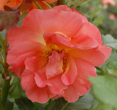 Westerland_0010__T2_34497.jpg