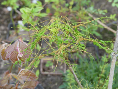 2024-04-13 Aesculus hippocastanum 'Laciniata'.jpg