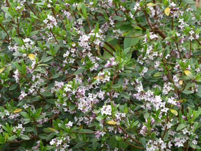 2024-04-13 Daphne tangutica.jpg