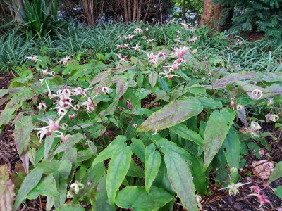 Epimedium Domino 4.jpg