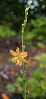 IMG_4170_eEcheandia_flavescens_syn_Anthericum_torreyi.JPG