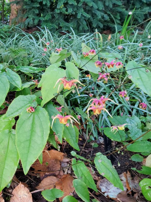 Epimedium Akane 3.jpg
