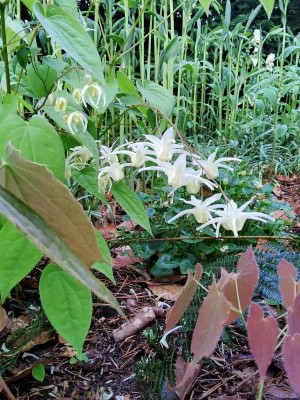 Epimedium Cremeum 3.jpg