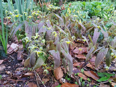 Epimedium lishihchenii.jpg