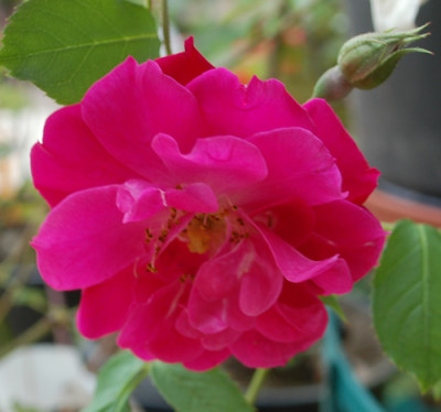 Wilhelm_0010__34272.jpg