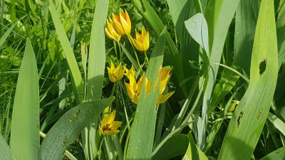 Tulipa orphanidea Flava 20240413_161953.jpg