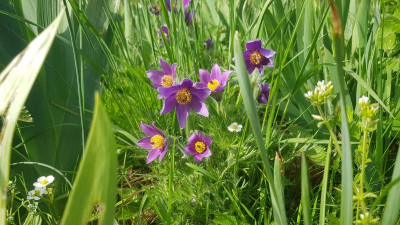 Pulsatilla vulgaris 20240413_161631.jpg