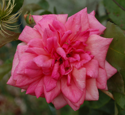Vicomtesse_Pierre_du_Fou_0010__T1_34511.jpg