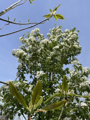 Sorbus alnifolia April 2024.jpg