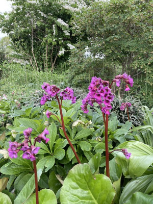 Bergenia Eroica April 2024.jpg