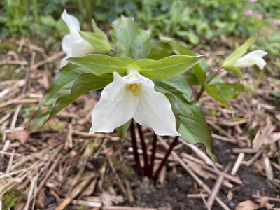 Trillium grandiflorum April 2024.jpg
