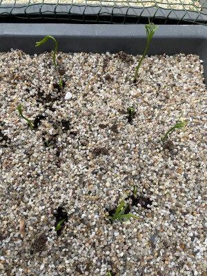 Pseudolarix amabilis Germination April 2024.jpg