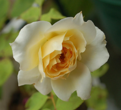 Swan_0010__34477.jpg