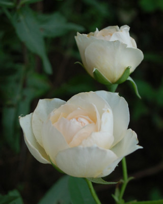 Perdita_0010__S3_34441.jpg