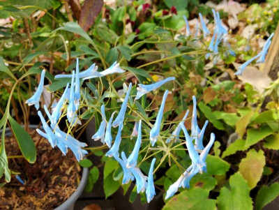 Corydalis mairei Porcelain Blue.jpg