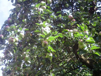 Apfelbaum_Behang_23031.jpg