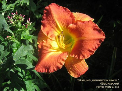 Bernsteinjuwel_23061.jpg